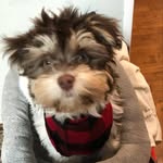 Max Pineda🐶 - @max_pineda_ - Instagram