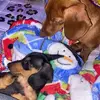 max & piper - @dachsunddogs - TikTok
