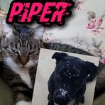 The Daily Paws with Max and Piper - Facebook