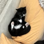 Max Pohl - @snidel.wutz - Instagram