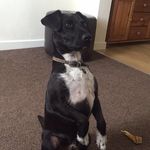 Max Pollock - @max_the_cutest_dog_ever - Instagram