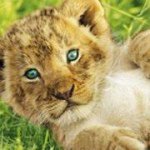 Max Polyakov - @muffinlion1234 - Instagram