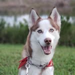 Max Porras🐾 - @maxtheblueeyeshusky - Instagram