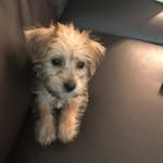 Lyon Maximus-Posey Olazabal - @lyon_maximus_posey_olazabal - Instagram