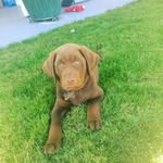 Max Prater - @max_chocolatelab_prater - Instagram