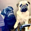 Max & Presley - @max_and_presley - TikTok