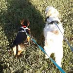 Presley🐶🐾 Max 🐕🐾 - @presley_and_max - Instagram