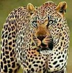 Max Pretorius - Facebook