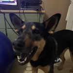 Max Pruitt - @max.the.dog.16 - Instagram