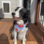 Max Puente - @the_collie_max - Instagram