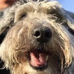 Pata de Perro (Max Puentes) - @maxpuentes - Instagram