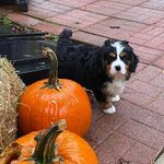 Max - @max.puleo - Instagram