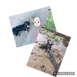 Jazz & Dexter & Purdy & Max 🐺 - @_jazz.dexter.purdy.max_ - Instagram