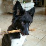 Max Purdy - @i_love_dog_treats2 - Instagram