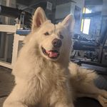 Máx Quiroz - @maxsamoyedo1 - Instagram