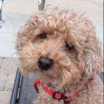 max ramsey 🐾 - @maximusthepoodle - Instagram