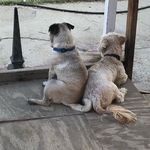 Ramseyandmax - @max_ramsey_dogs - Instagram