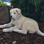 Kaito and Max Reagan - @pnw_harbor_pups - Instagram