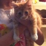 Max! - @max_reaganscat - Instagram