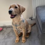 Max🐶 - @max_hodgson_redman - Instagram