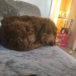 Max reeder - @maxs_dog_walking_service - Instagram
