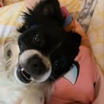 Max Reyna - @maxie_the_long_hair_chihuahua - Instagram