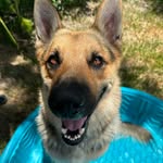 Max Reyna🐾 - @maxth3gsd - Instagram