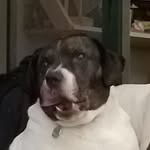 Max Ridgway - @themaxxdog - Instagram