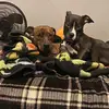 mad Max and Riggs 🐾🐶 - @mad.max.and.riggs - TikTok