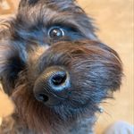 Max Rinehart - @maxthecairnterror - Instagram