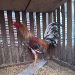 Max Rios - Facebook