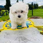 Max 🐾🐶 - @maxriverossa - Instagram