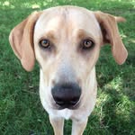 Max Robb - @pupper_max - Instagram