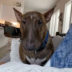Max Roby - @maximusthebullterrier - Instagram