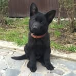 Max Rockatansky - Facebook