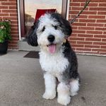 Max Rockwell - @maxiebernedoodle - Instagram