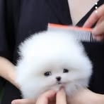 Rode Max - Facebook