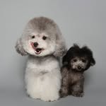 Rolf& Max - @rolf_max_toypoodle - Instagram