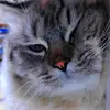RATOJ - @maxroot13 - TikTok