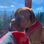 Mäx Rupp - @swissbulldog63 - Instagram