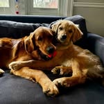 Max and Sawyer - @morepuppieslesspolitics - Instagram