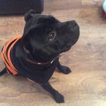 Max Sawyer - @maxdoggysawyer - Instagram