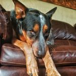 Max Sawyer - @my_heeler_max - Instagram