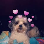 Max Scherer - @maxschererthedog - Instagram