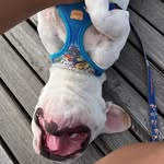 max schott - @schott_bulldoginho - Instagram
