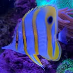 Max Schröder - @fantastic_reef - Instagram
