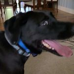 Maximus - @_max_schuler_ - Instagram