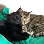 Max and Rosie Thomas-Seymour - @housegremlins - Instagram