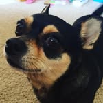 Max Shanks - @max_thedoggo4 - Instagram
