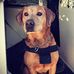 Max Sheffield - Facebook